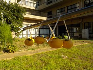 干し柿作り